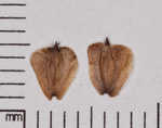 Green alder <BR>Mountain alder